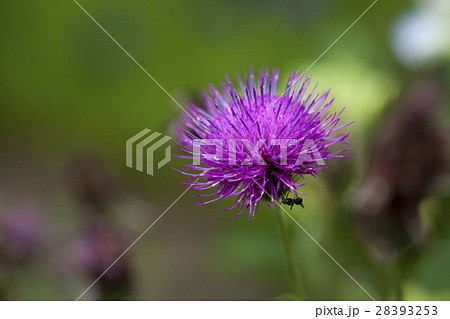 花　アザミの花 28393253