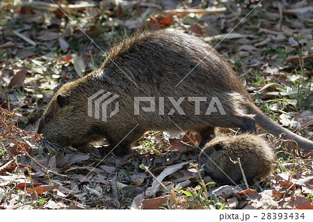 ヌートリアの親子 ヌートリアの親子 28393434