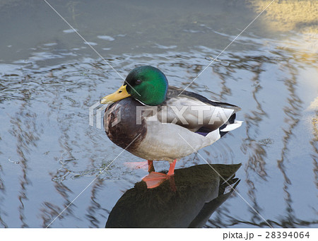 マガモ(オス) 28394064