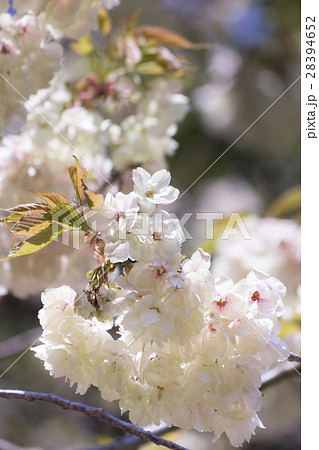 八重桜 八重桜 28394652