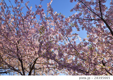 河津桜と青空 【2月】 神奈川県 28395665
