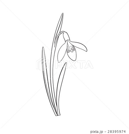 Single galanthus, snowdrop spring flower with stem 28395974