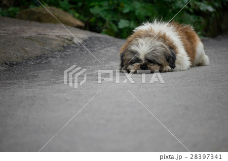 Dog lying on the floor Dog lying on the floor 28397341