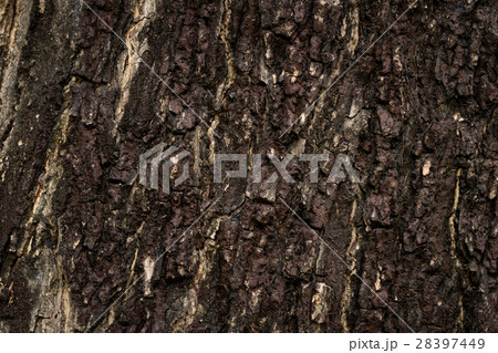 Wooden bark texture 28397449