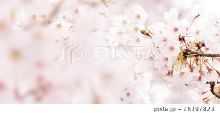 桜のイメージ 28397823