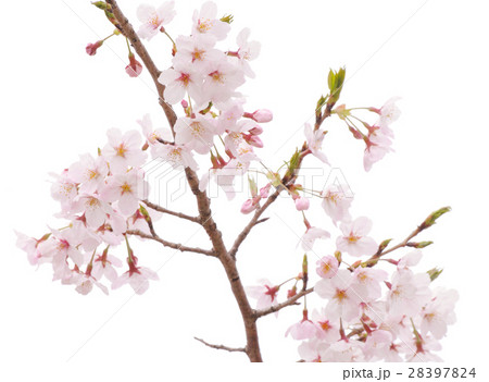 桜の素材 28397824