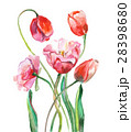 Watercolor tulips painting 28398680