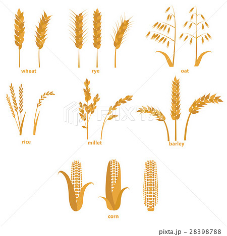 Cartoon Cereals Grain Set. Vector Cartoon Cereals Grain Set. Vector 28398788