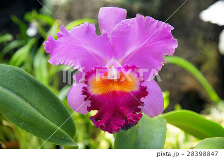 カトレア 28398847