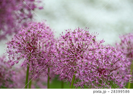 初夏に咲く花 アリウム ピンク色の丸い花 背景素材の写真素材