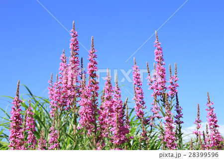 夏の花、みそはぎ、青空にピンク色の大型の花、自然風景 夏の花、みそはぎ、青空にピンク色の大型の花、自然風景 28399596
