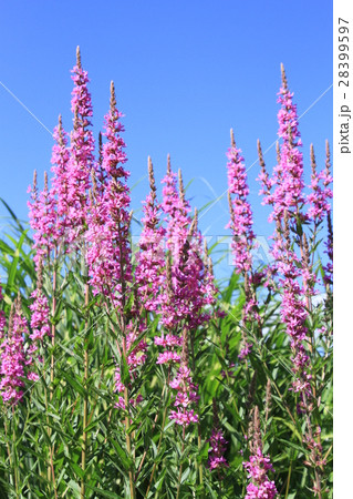 夏の花、みそはぎ、青空にピンク色の大型の花、自然風景 28399597