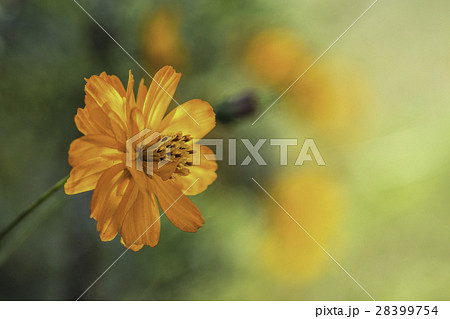 花 フラワー お花 28399754