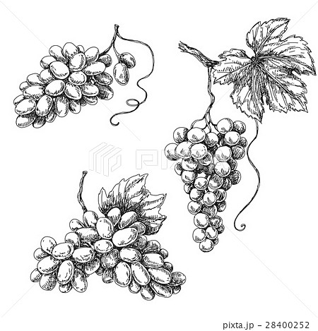 Grape sketch monochrome Grape sketch monochrome 28400252