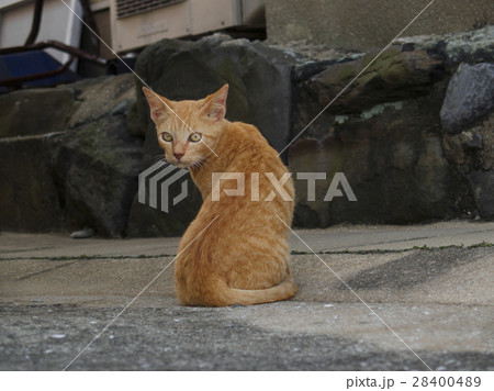 見返り猫 28400489