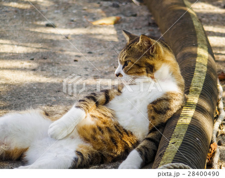 くつろぐ猫 28400490