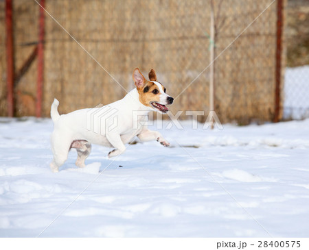 Jack russell terrier jumping in winter Jack russell terrier jumping in winter 28400575