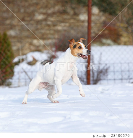 Jack russell terrier moving in winter 28400576