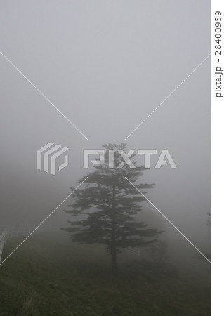 濃霧の中の樹木 濃霧の中の樹木 28400959