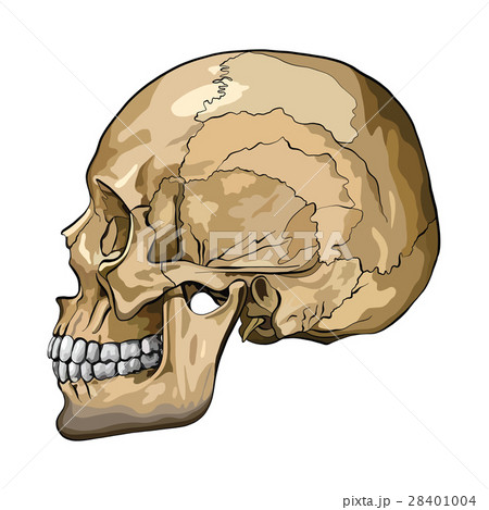 Vector illustration of a human skull 28401004