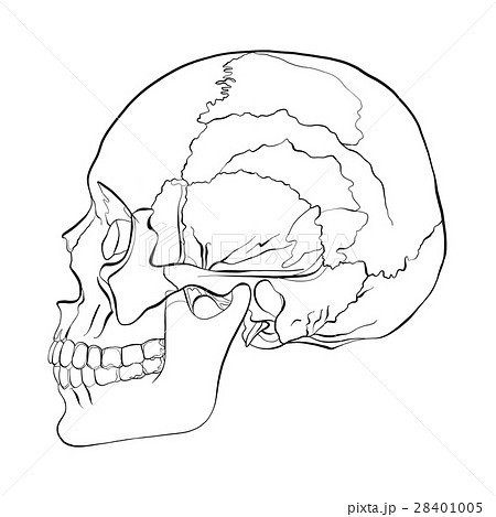 Vector illustration of a human skull 28401005
