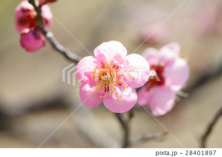 梅の花（寒紅梅） 28401897