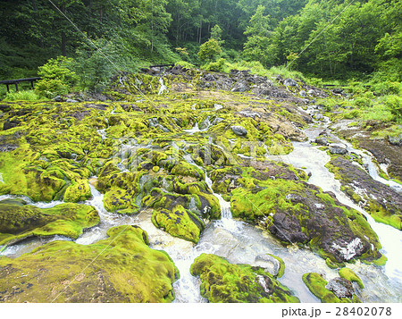 チャツボミゴケ公園穴地獄 28402078