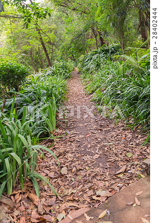 Tree logs at the Aclimacao Park in Sao Paulo 28402444