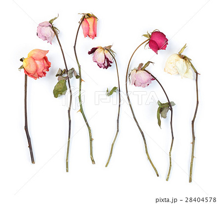 バラ 花 枯れるの写真素材