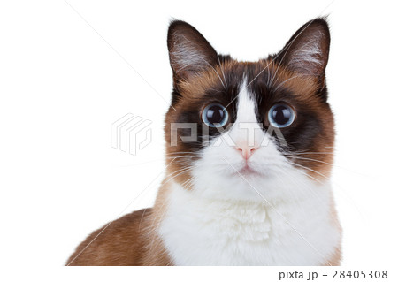 Snowshoe thai cat portrait, sitting and looking at the camera, isolated on white background 28405308