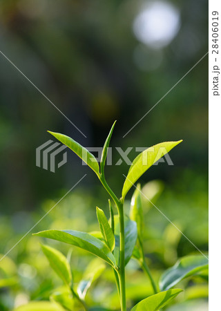Fresh young green tea sprout on tea bush at plantation 28406019