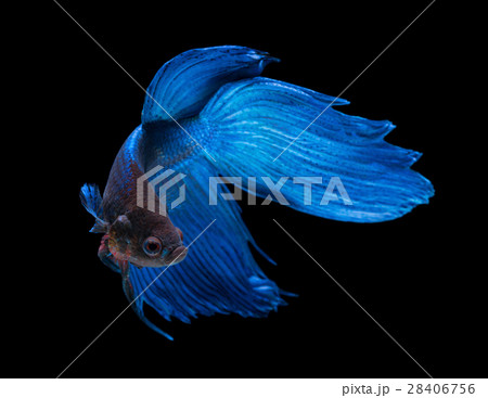 サカナ 魚 魚類の写真素材