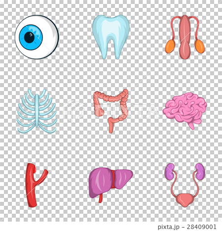 Structure of human icons set, cartoon style Structure of human icons set, cartoon style 28409001