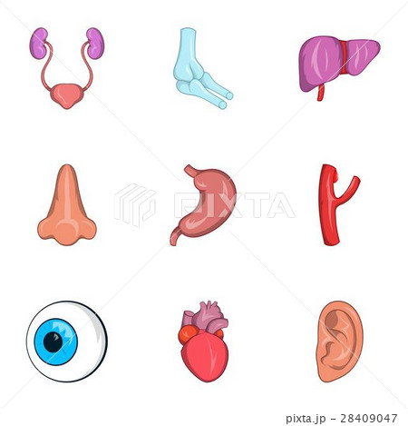 Structure of body icons set, cartoon style 28409047