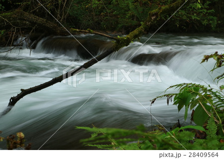 奥入瀬渓流の清流 28409564