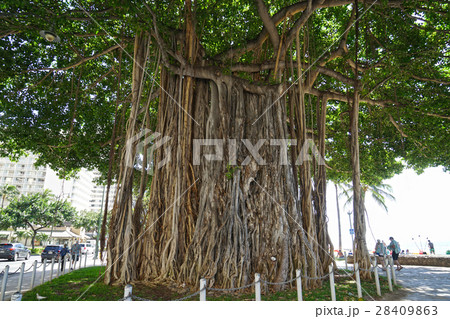ハワイ　木 28409863