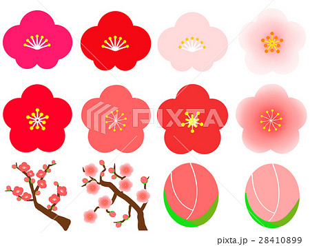 梅の花 梅の木のイラスト素材 28410899 Pixta