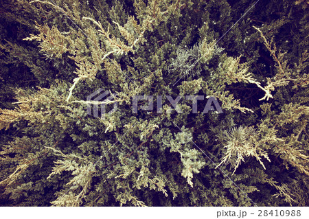 Close-up of winter exotic green bushes - top view Close-up of winter exotic green bushes - top view 28410988