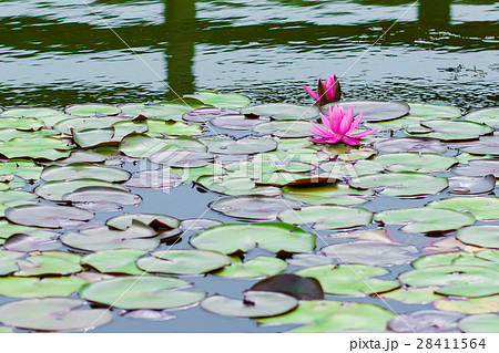 睡蓮 28411564