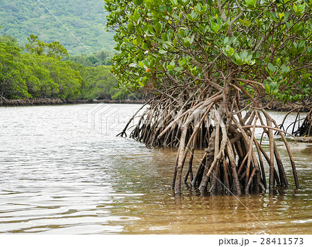 マングローブ ヒルギ 沖縄県 石垣市 吹通川 マングローブ ヒルギ 沖縄県 石垣市 吹通川 28411573