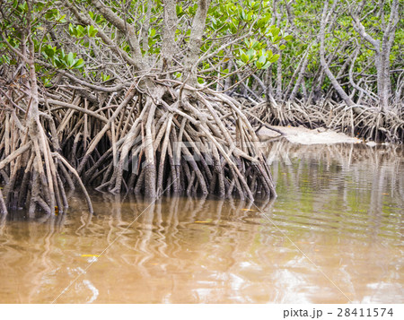 マングローブ 沖縄県 石垣市 吹通川 マングローブ 沖縄県 石垣市 吹通川 28411574