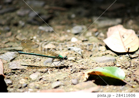 ニホンカワトンボ 28411606