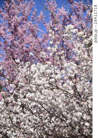 桜 さくら サクラ 28411718