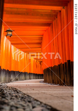 伏見稲荷 千本鳥居 伏見稲荷 千本鳥居 28411858