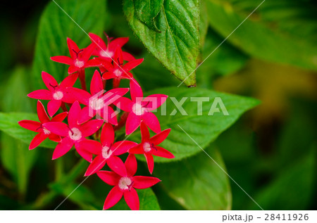 medicinal plant ginseng medicinal plant ginseng 28411926