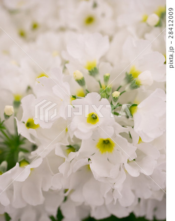 プリムラの花 プリムラの花 28412009