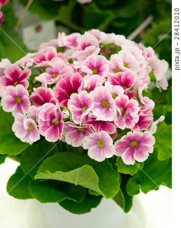 プリムラの花 28412010