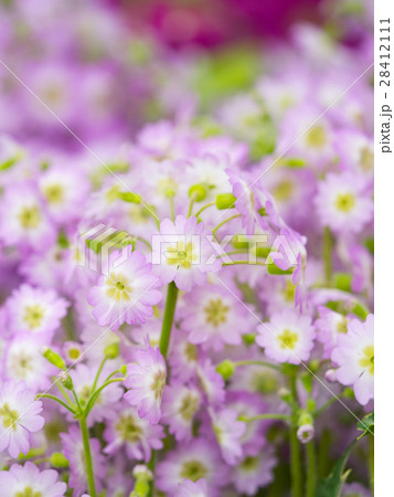 プリムラの花 28412111