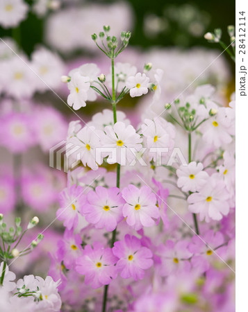 プリムラの花 28412114