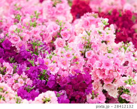 プリムラの花 28412132